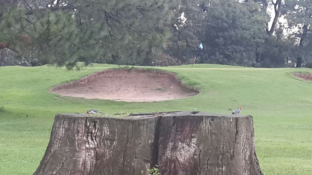 GolfVerdePublic's tweet photo. #DiaDelAnimal
Defendemos la naturaleza, porque proteger la vida es cuidarnos
Aguilucho, tero y cardenal
Especies que habitan #EspacioPublico #GolfVillaAdelina
@gustavoposse @Ramon_Lanus quién se beneficia con privatizar para construir?
#QueremosVerde https://t.co/lZ0aKsiEws