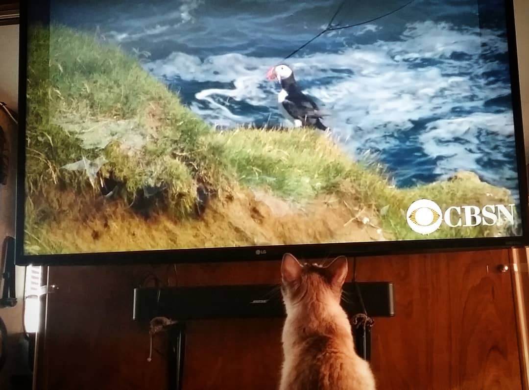 BeccaNJP's tweet photo. Dinah really enjoyed the puffin segment on today's CBS Sunday Morning episode. 
 #cats #rvcat #cbsnews #cbssundaymorning #howtosunday #sunday #puffins #cattv @CBSSunday @CBSNLive @CBSNews https://t.co/jp1JklqOu8
