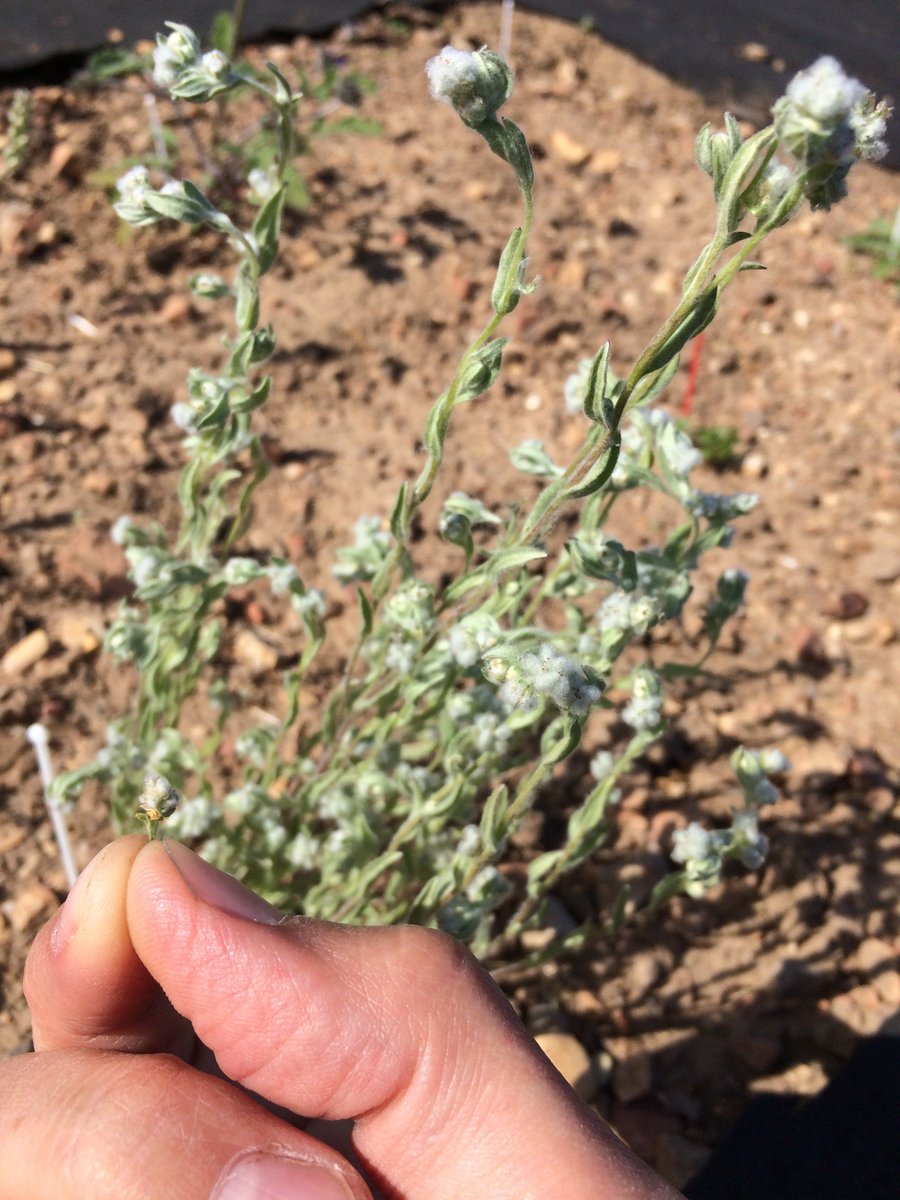 oecodynamics's tweet image. Lifetime reproductive success of two Micropus californicus individuals...I think this means my competition treatments worked #ɑᵢⱼ #UCNRS #Sedgwick