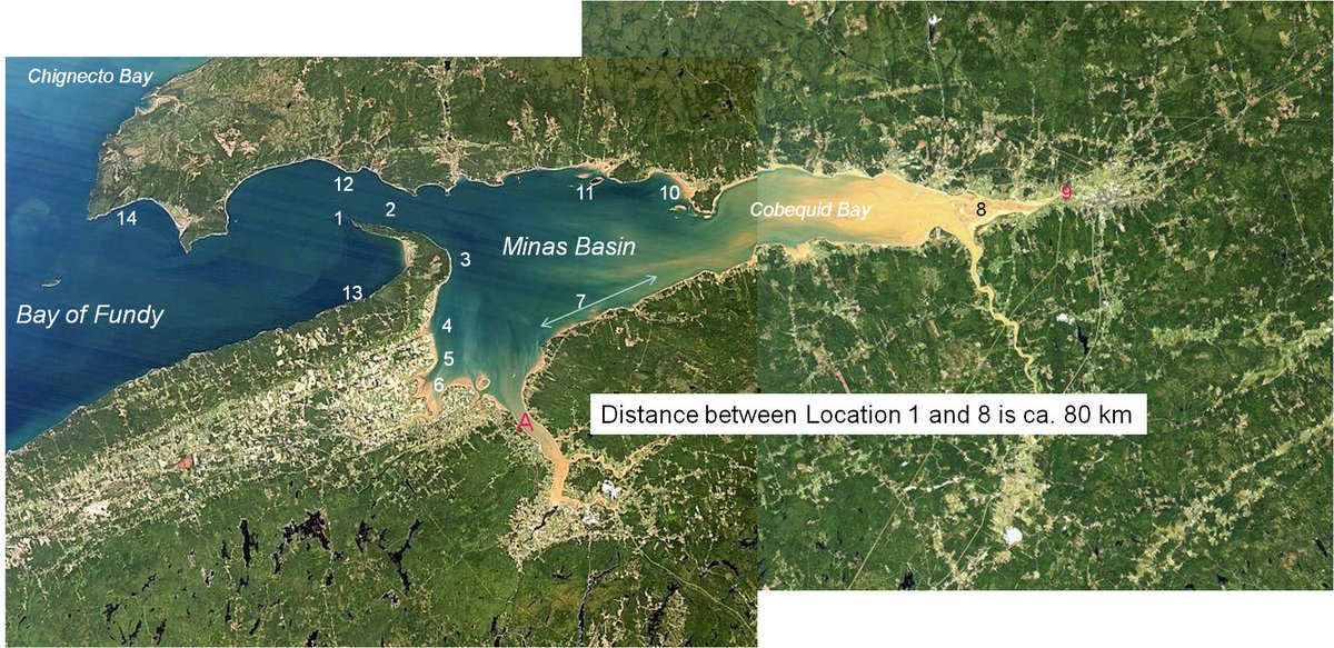 Muddy tidal flat deposits onlap everywhere directly onto shore surfaces at approximately half-high-tide level. Examples here pic 1. on gravelly post-glacial surfaces (loc 8) and pic 2. on rocky platforms (loc A). Both muddy people are average size  #MinasBasinTidal