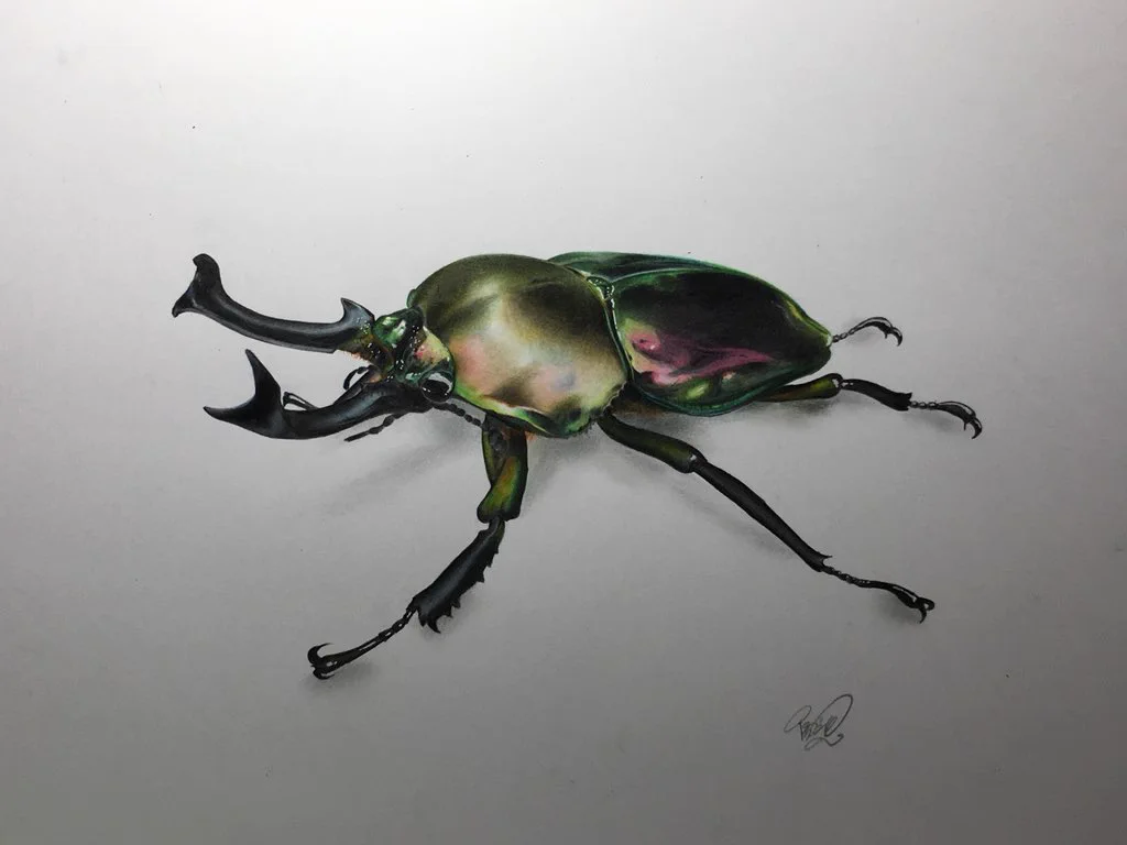 色・艶がまるで本物！色鉛筆で描いたニジイロクワガタがうますぎる！