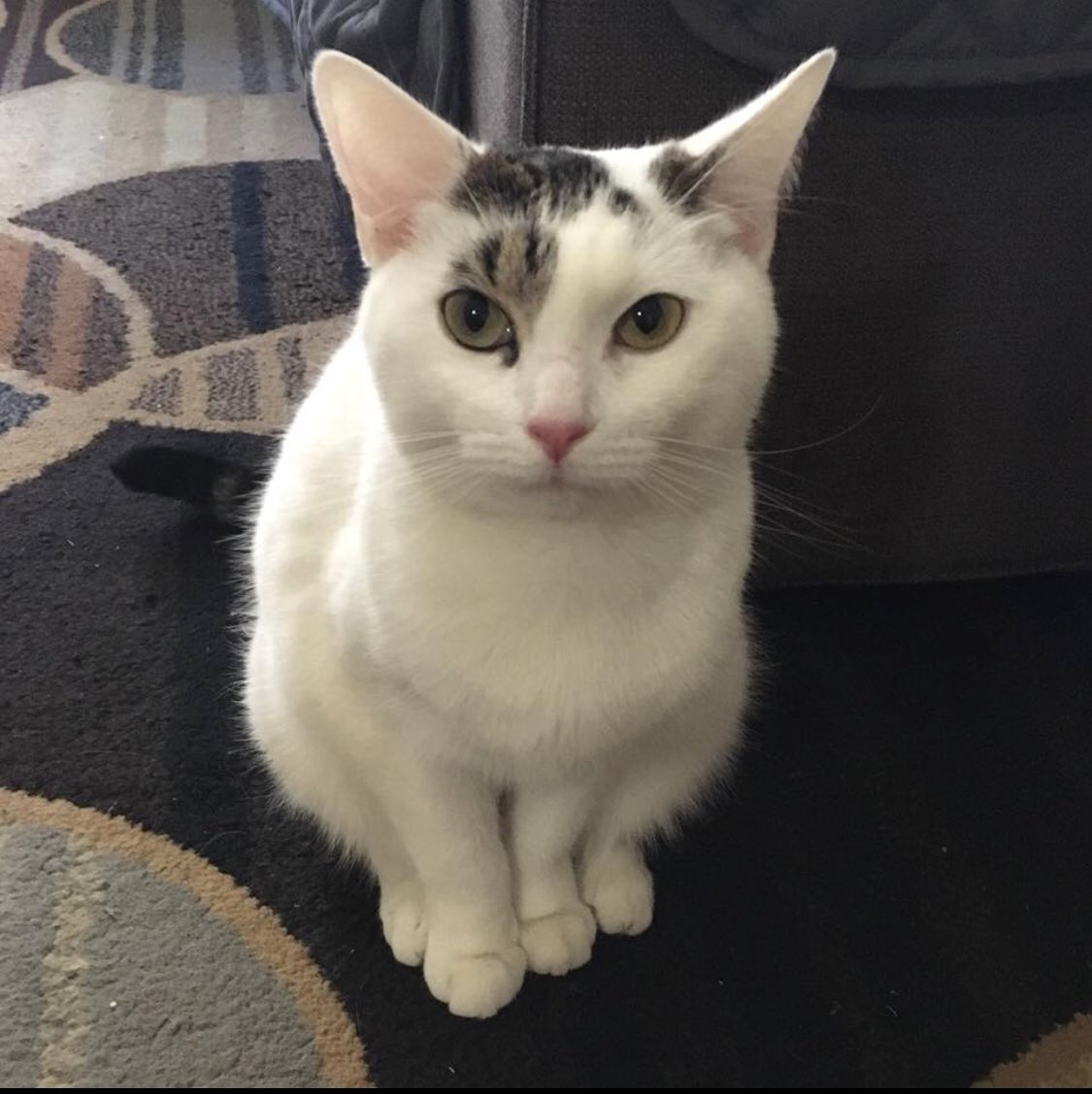 KittyKind's tweet image. Sometimes we forget that cats in foster still need a PERMANENT home. Meet our girl cookie crumb. She deserves a home 🏡 #caturday #adoptdontshop #catsoftwitter #cat #cats #kitties #petlove #adoptme #catlady #purrfect #meow