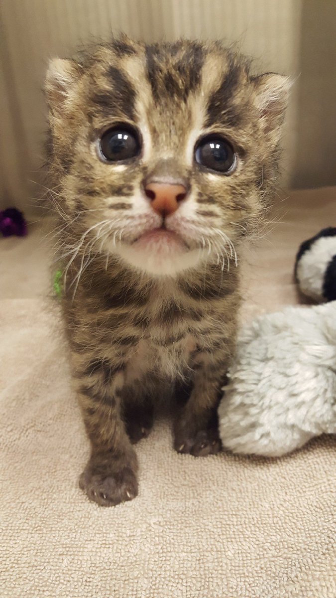 okczoo's tweet photo. Here's a little nose boop from this cute ball of floof!
#okczoo #savingspecies #ambassadorsofawe
📷: Dr. Gretchen Cole, Zoo veterinarian https://t.co/n5LI058TIt