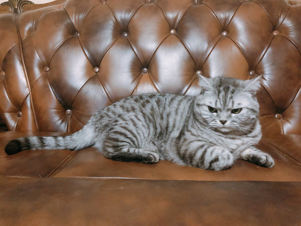 cat_hd_'s tweet photo. 오늘따라 늠름한 아기사자 😾 https://t.co/5cQe7wOflS