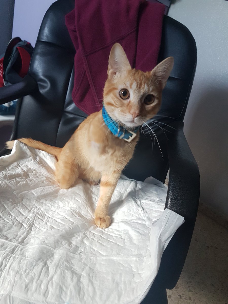 BelkaCruz's tweet photo. AYUDA ¡¡¡¡Necesitamos pagar la deuda del vete y castrar cuanto antes a Blue.
Seguimos buscando una casa(#acogida o #adopción).Desde que le rescatamos hasta ahora nos ha enseñado el espíritu de superación que tiene. No tiene rencor al ser humano y lo demuestra cada dos ++#blue https://t.co/XIoTn81gAj