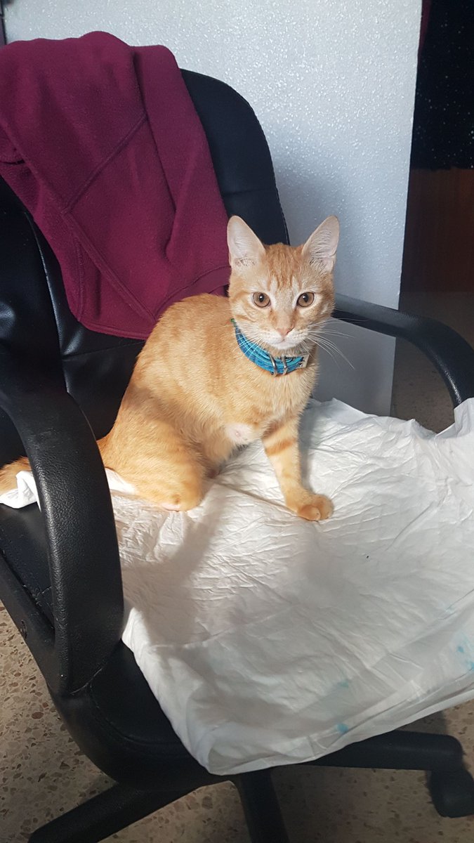 BelkaCruz's tweet photo. AYUDA ¡¡¡¡Necesitamos pagar la deuda del vete y castrar cuanto antes a Blue.
Seguimos buscando una casa(#acogida o #adopción).Desde que le rescatamos hasta ahora nos ha enseñado el espíritu de superación que tiene. No tiene rencor al ser humano y lo demuestra cada dos ++#blue https://t.co/XIoTn81gAj
