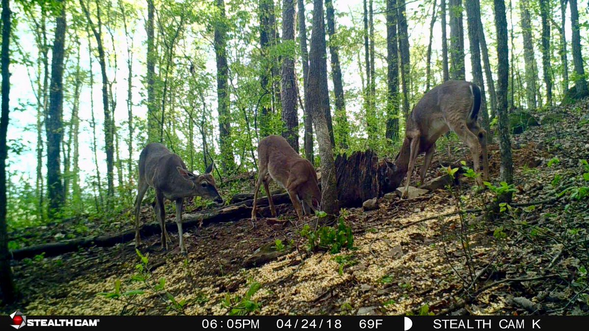 CrossbowKristy's tweet photo. Our diy #minerallick continues to be a big hit w/the #bucks! The proof of how well they like it is in the #trailcam pics! Gotta love when they #getrightin! #deer #minerals #whitetails #deerhunting #bowhunter #shehunts #thereisnooffseason #bigbucks #growantlersgrow #treelife https://t.co/2wRaORZnUc
