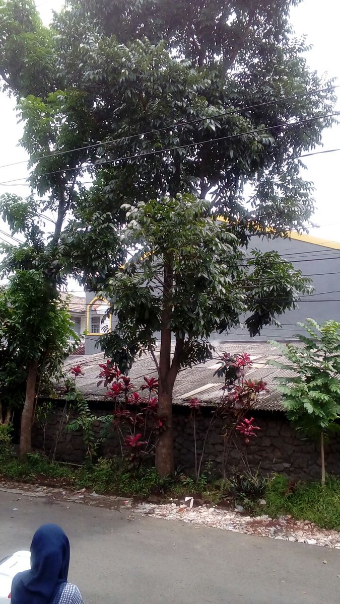 insanilmi's tweet photo. @infobdg mohon pada DisTamKam untuk menebang pohon di jl.sarimanis kel.sarijadi kec.sukasari. pohon sudah hampir jatuh ke rumah warga. Laporan sudah diberikan sejak 1 bulan yll samapai saat ini tidak ada respon.Tks https://t.co/x9AdXLw4uV
