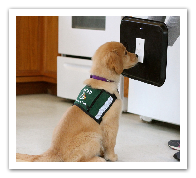 ECADServiceDogs's tweet photo. Time’s almost up! And, Promise doesn’t want you to miss out on this great opportunity to double your impact!! Her friend, and Board Member, Bill Morton are matching your donations up to $5,000! https://t.co/Frnc7Mt8FO #keepingourpromise #ECAD #becauseofyou #doubleup #matchthat https://t.co/yuCyfKuXP4