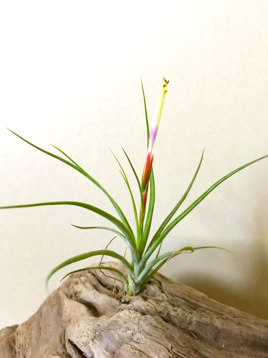 Frontierplants フロンティアプランツ チランジア ムーンライト トリコロールとシーディアナの交配種ではないかと言われていますが正確には分かっていません トリコロール ハイブリッドとして流通していた事もあり トリコロールムーンライトなんて