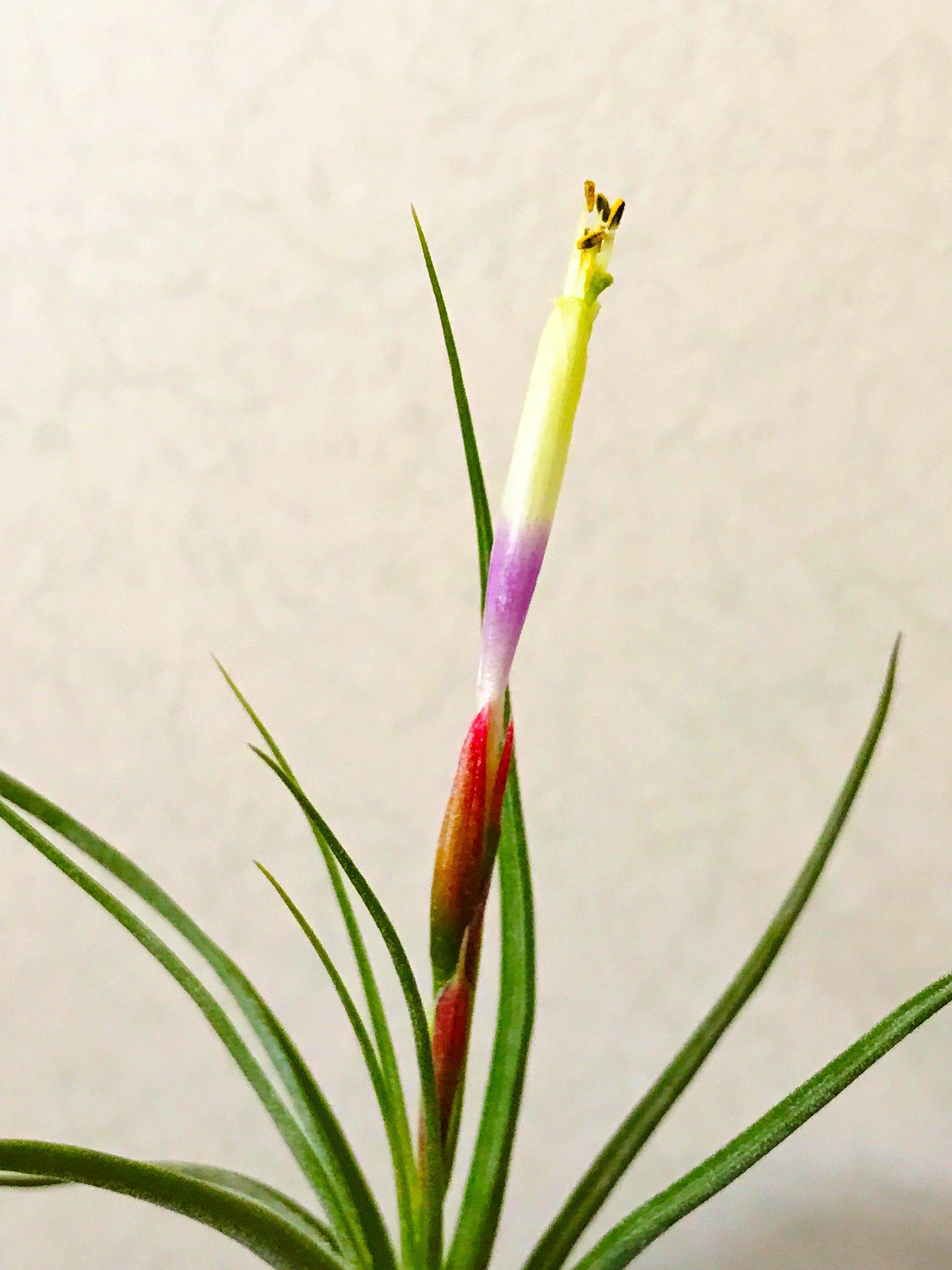 Frontierplants フロンティアプランツ チランジア ムーンライト トリコロールとシーディアナの交配種ではないかと言われていますが正確には分かっていません トリコロール ハイブリッドとして流通していた事もあり トリコロールムーンライトなんて