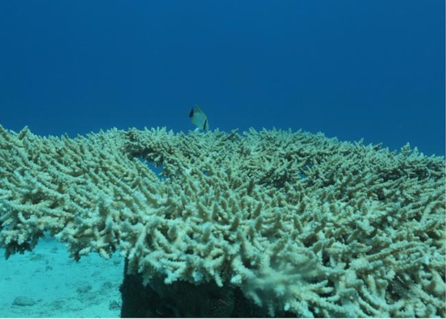 BluRadioCo's tweet photo. El millonario plan de Australia para salvar la Gran Barrera de coral https://t.co/0vPdPWzm9Z #BLUVerde https://t.co/ZcsQxsf5mi