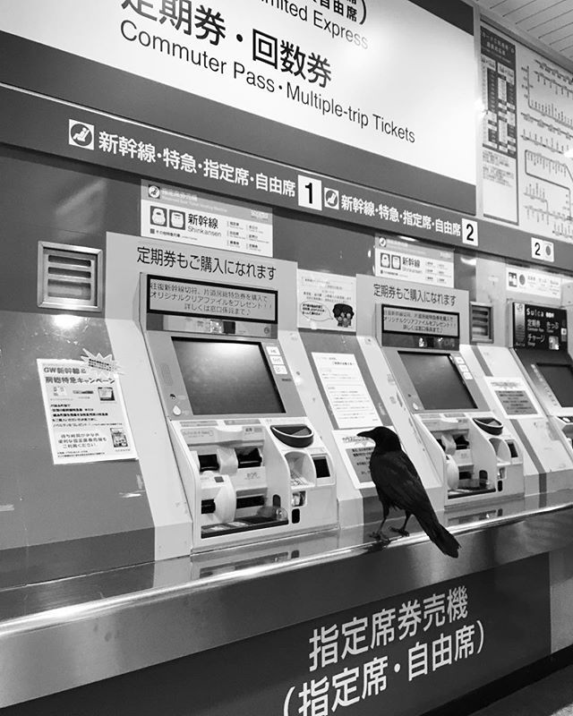 Saki Akane On Twitter Crow Inside Kinshicho Station カラスが切符を買う途中 ゴールドウィーク どこへ行けばいいなぁ Https T Co G5eiopjlrq