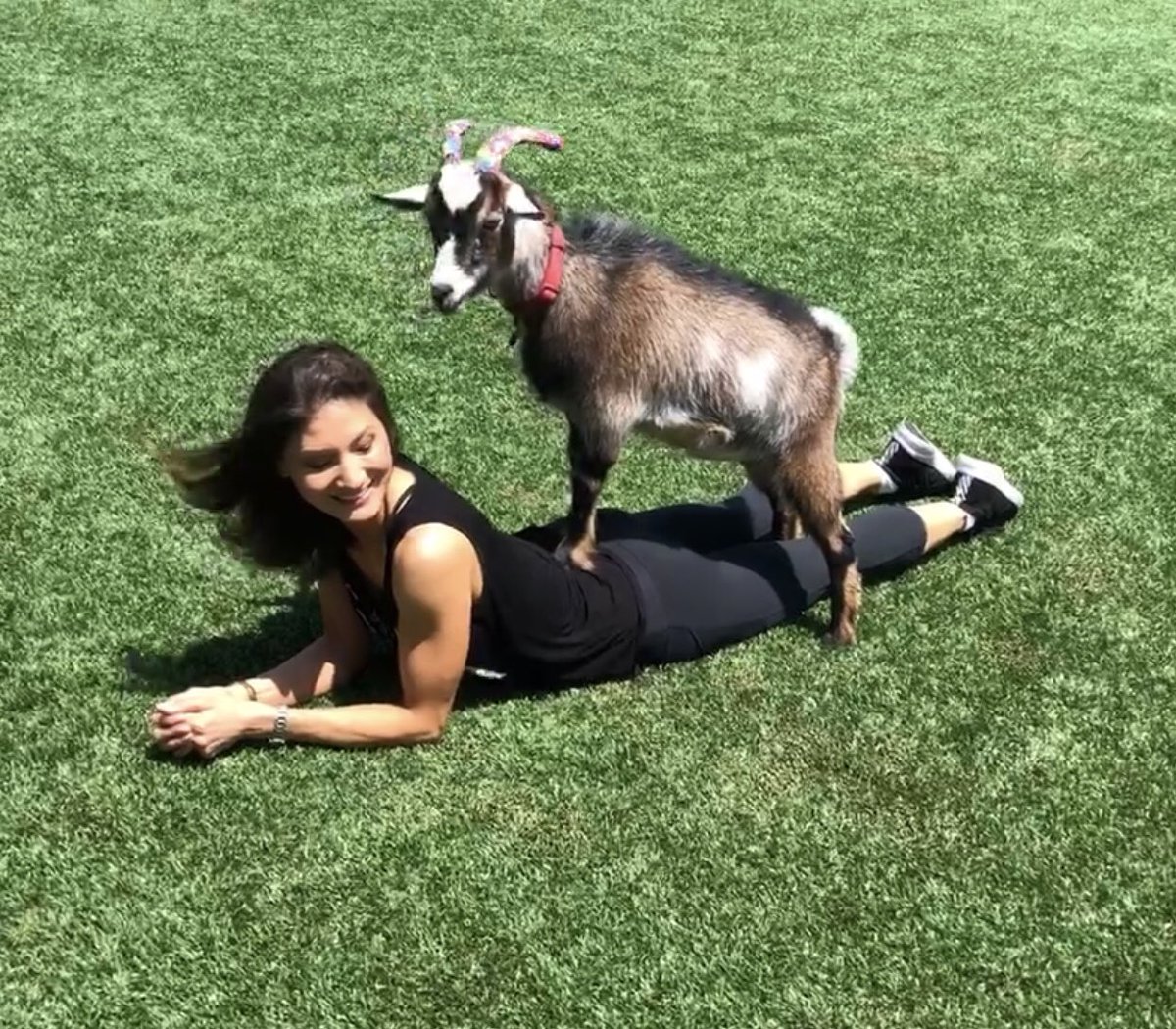 Finally tried goat yoga @Marlborough #wellnessevent #alum 💜🐐💜