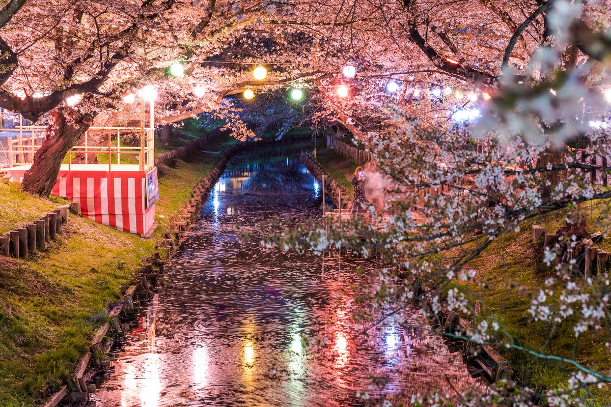 Yuji Shibasaki Photo 4月を写真4枚で振り返る 季節外れの暑さで4月頭にほぼ桜が散り どこも10日ほど早い開花になりました 1 川越夜桜花筏 2 This Is Tokyo 3 東京タワー鯉のぼりナイト 4 群青日和 川越 都庁 東京タワー こいのぼり 国営ひたち