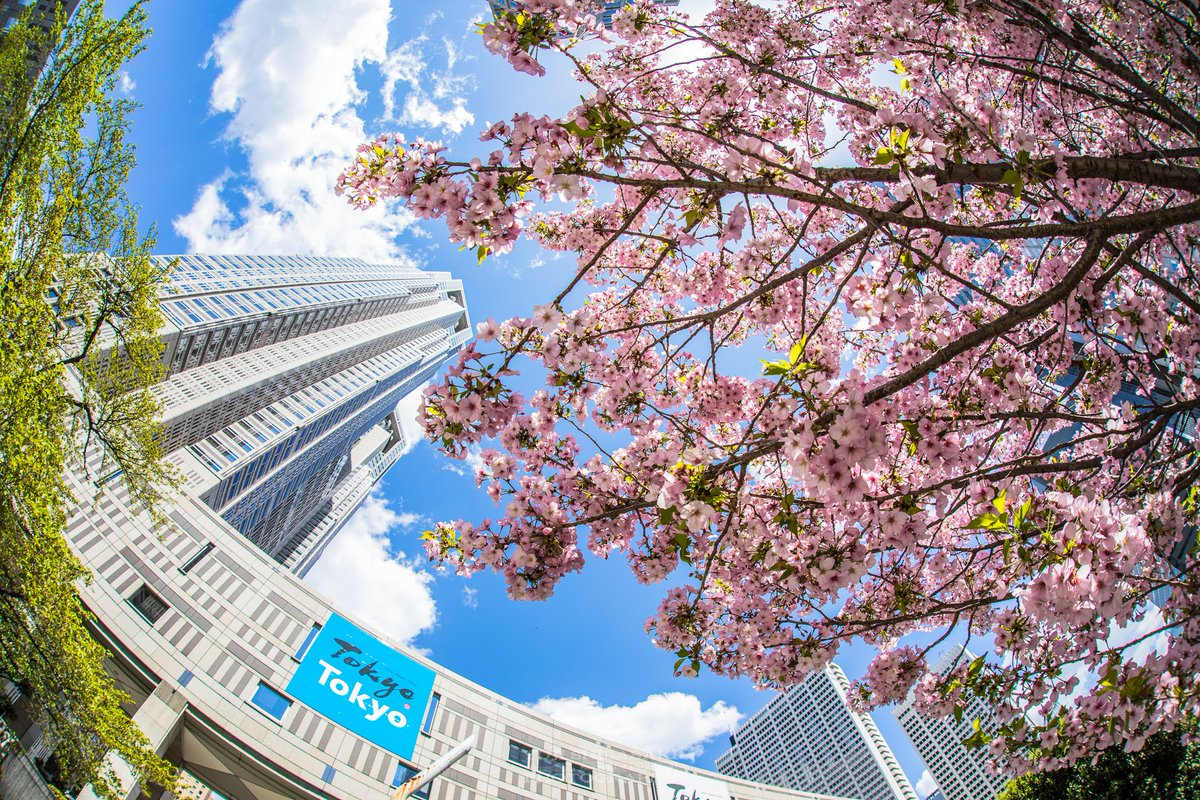 Yuji Shibasaki Photo 4月を写真4枚で振り返る 季節外れの暑さで4月頭にほぼ桜が散り どこも10日ほど早い開花になりました 1 川越夜桜花筏 2 This Is Tokyo 3 東京タワー鯉のぼりナイト 4 群青日和 川越 都庁 東京タワー こいのぼり 国営ひたち