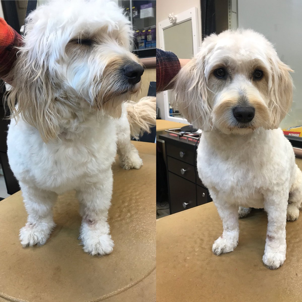 Jordan’s makeover by Shevi <a href="/CneGrooming/">DAT_Mike</a> #northeastgrooming #cne #1574