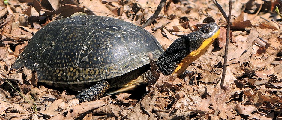 wildlifesociety's tweet image. Learn about #Blanding’s #turtles with the #NYChapter. #TWS #workshop ow.ly/XHOD30jIF4u