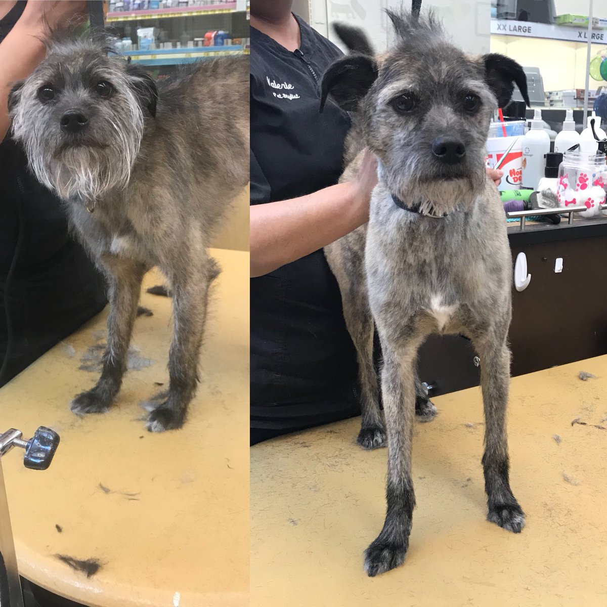 Max’s makeover by Val <a href="/CneGrooming/">DAT_Mike</a> #northeastgrooming #cne #1574