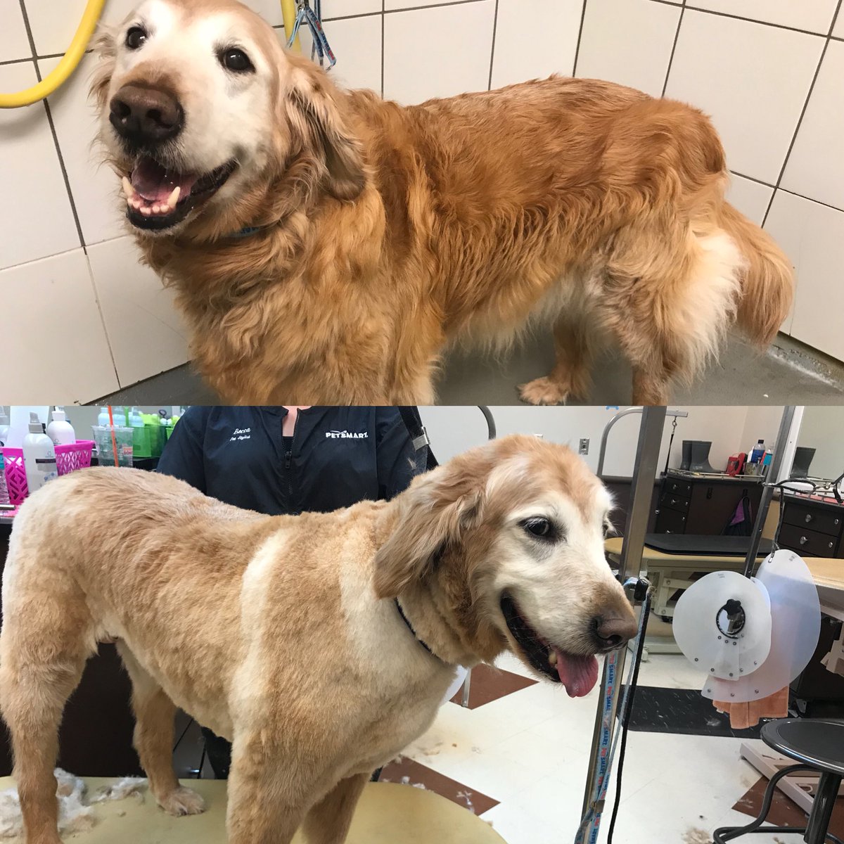 Brady’s makeover by Becca <a href="/CneGrooming/">DAT_Mike</a> #northeastgrooming #cne #1574