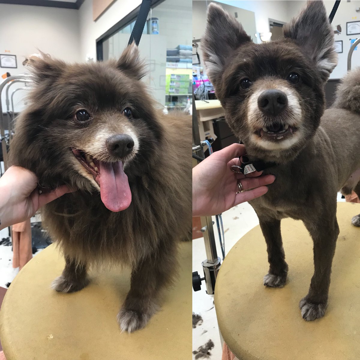 Brownie’s makeover by Sahvanna <a href="/CneGrooming/">DAT_Mike</a> #northeastgrooming #cne #1574