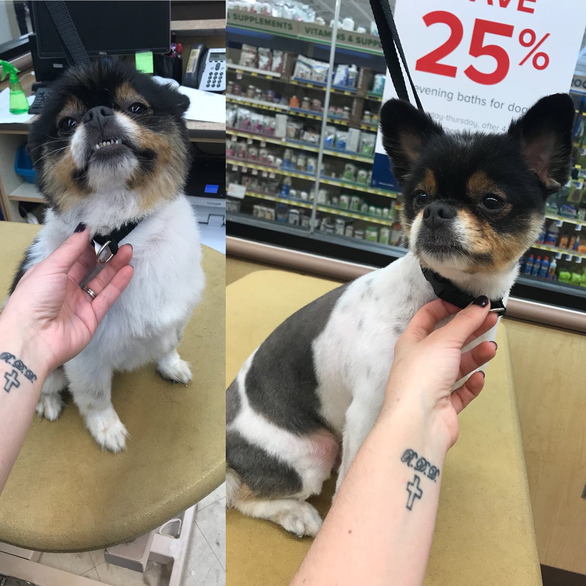 Milo’s makeover by Sahvanna <a href="/CneGrooming/">DAT_Mike</a> #northeastgrooming #cne #1574