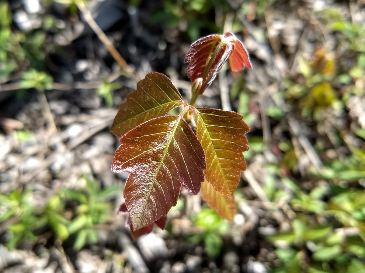 A reminder that it's best to stay ON the trails ... if you wander off through the woods or grass, you're likely to encounter some of this: Poison Ivy! #lehighportlandtrails