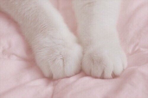 MissStephanix's tweet photo. อยากอมน้องงงง อยากอมแมววว แม๊วววว อยากอมตีนแมววววววว https://t.co/C2qEjfMFUk