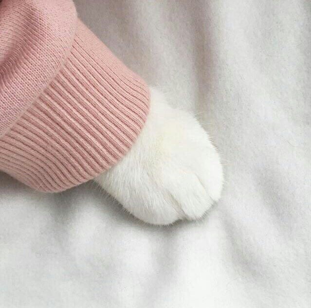 MissStephanix's tweet photo. อยากอมน้องงงง อยากอมแมววว แม๊วววว อยากอมตีนแมววววววว https://t.co/C2qEjfMFUk