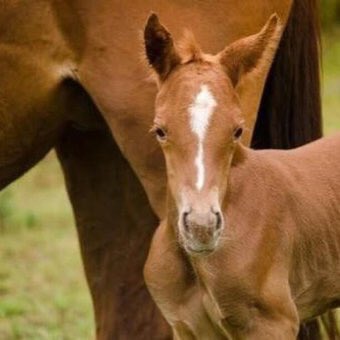 ExtinctAnimal's tweet image. Such a fierce looking horse!