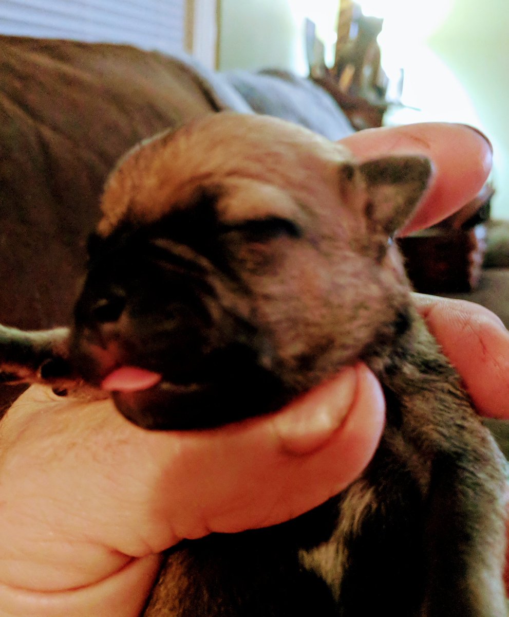 RampMasterB_rad's tweet photo. Chugs, very rare. Hard to find. 
Ready in six weeks. $600ea. https://t.co/NAGIgwgsg2