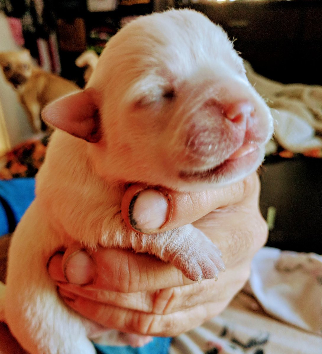 RampMasterB_rad's tweet photo. Chugs, very rare. Hard to find. 
Ready in six weeks. $600ea. https://t.co/NAGIgwgsg2