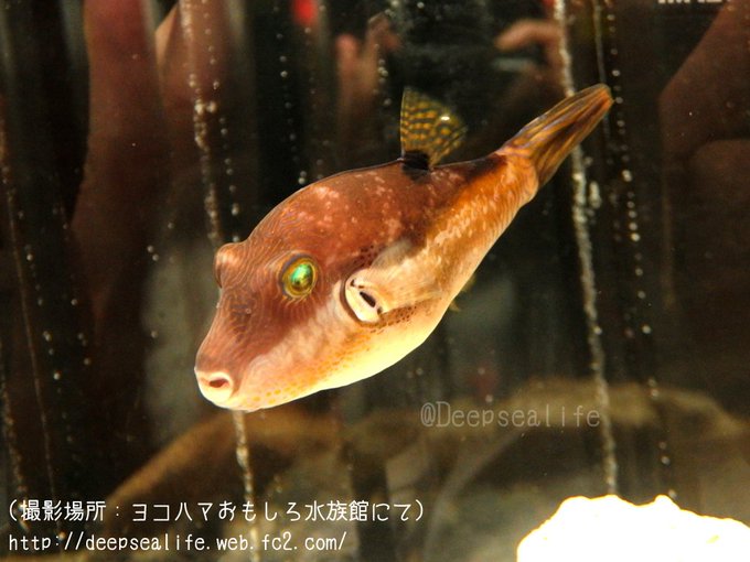 キタマクラの特徴 見分け方 写真から探せる魚図鑑