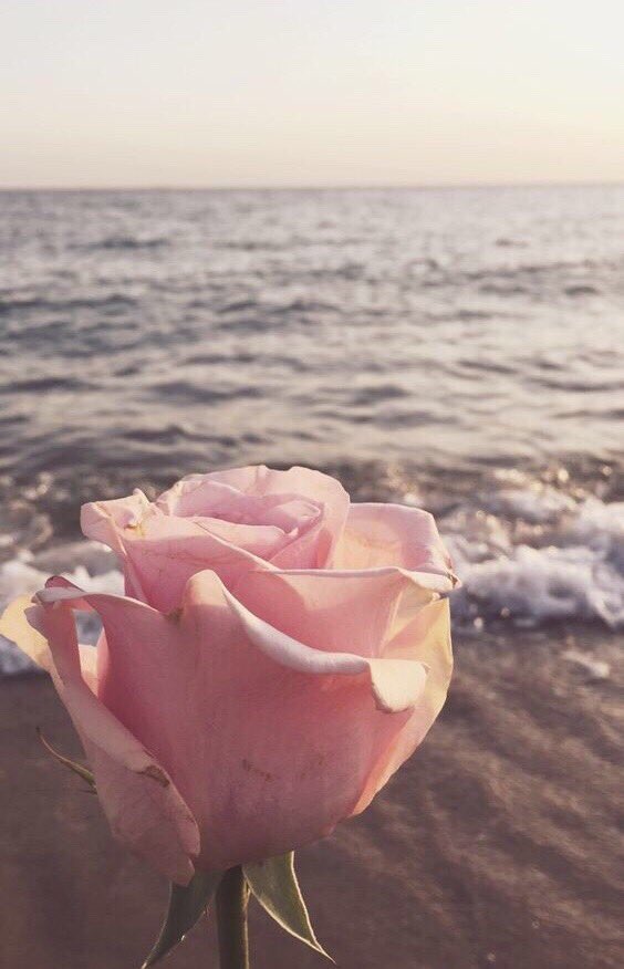 comme1rose (@comme1rose) on Twitter photo 