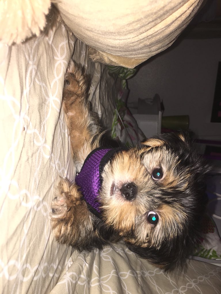 TSDominicanRep's tweet photo. messed around and ended up buying a puppyyy https://t.co/driFg3j3Zc