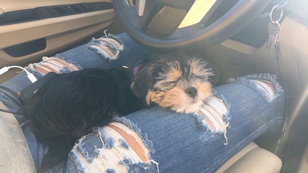TSDominicanRep's tweet photo. messed around and ended up buying a puppyyy https://t.co/driFg3j3Zc