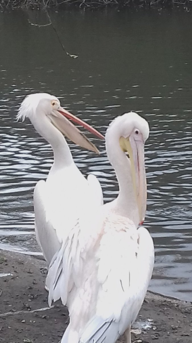 drawnbynicky's tweet photo. Created a couple of illustrations using watercolour and pencil this weekend, inspired by some lovely pelicans I saw hanging out at St. James’s Park earlier this month!
#pelican #watercolour #pencildrawing #illustration https://t.co/uJYdgVJN4L