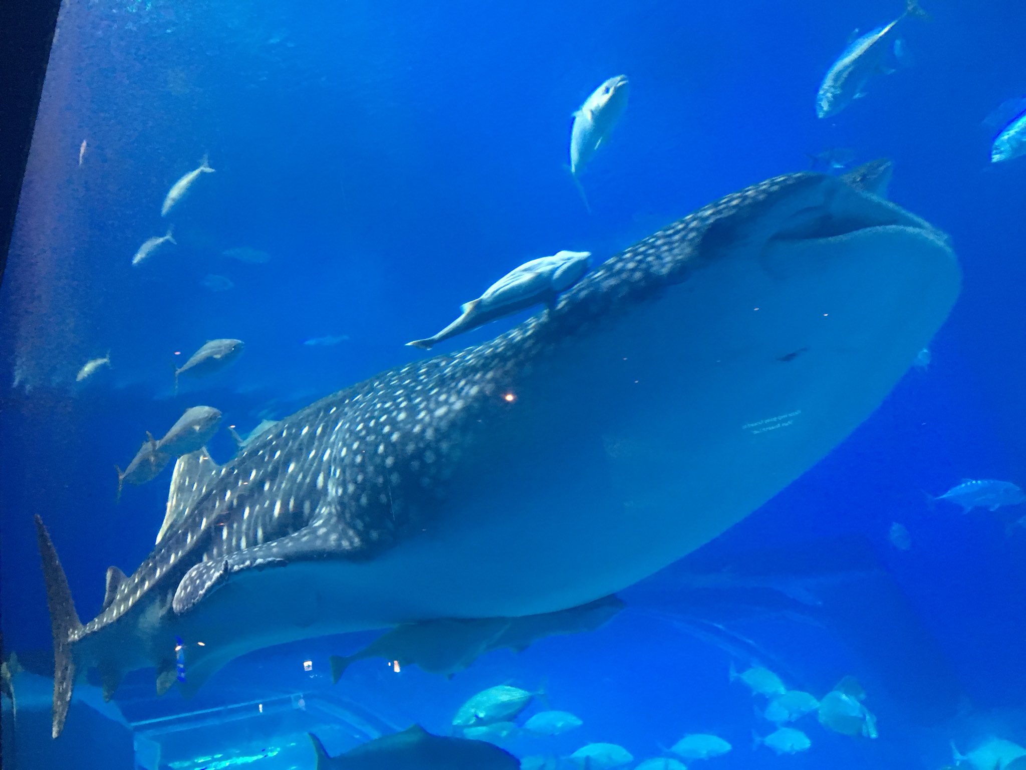 ෆ Riyoෆ やっぱりブラックマンタカッコイイ 美ら海水族館 ブラックマンタ ジンベイザメ T Co Hczx3dgn9j Twitter