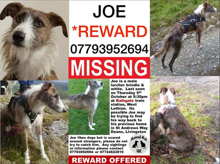 joannew0112's tweet photo. @DOG_EEZ please share. I am lost. Has anyone seen me. Been lost so long now ๐
#fauldhouse #bathgate #westerinch #westlothian
https://t.co/eY7jYVGpNX https://t.co/9mo0LcIuBs