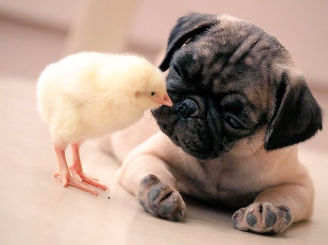 UnexpectedlexT1's tweet photo. Just chillin with my chick https://t.co/akqtvWuR52