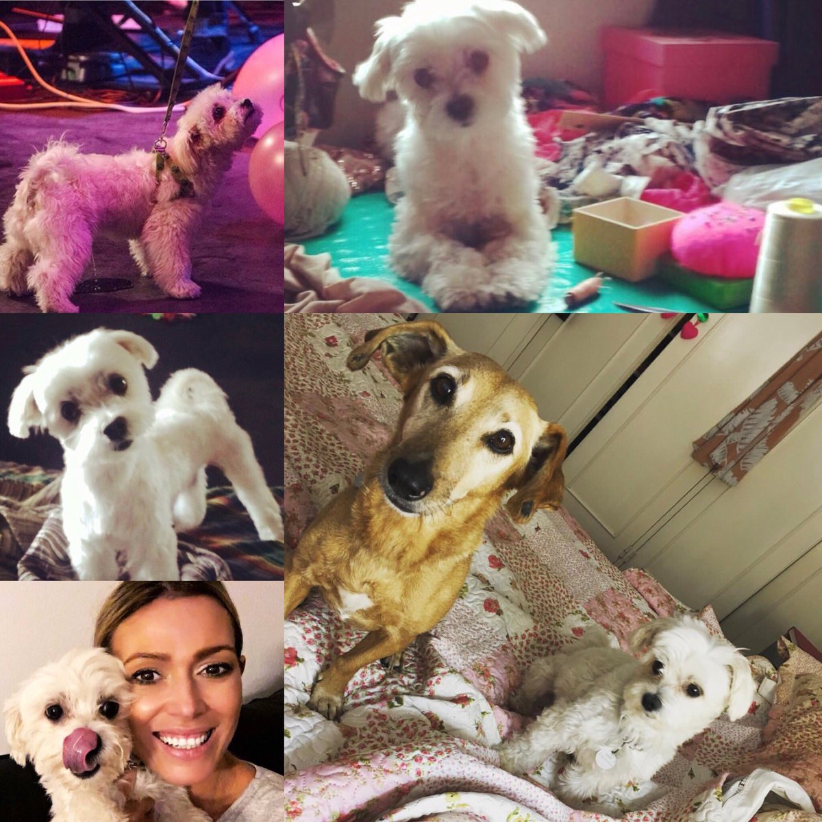 pinituchi's tweet image. #Felizdía para tu precioso hijo #Titi y la bella #Flopy @cokiramirez!! 🐶🐾❤️❤️