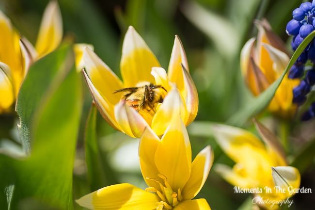 MomentsintheG's tweet photo. The sunshine has brought on so many buds, blooms and leaf growth this week on the bulbs, perennials, shrubs and trees. Every day there is something new to discover. #budsandblooms #springbulbs #leafgrowth #springperennials #floweringshurbs #momentsinthegardenphotography https://t.co/Drl8IyQ5yo