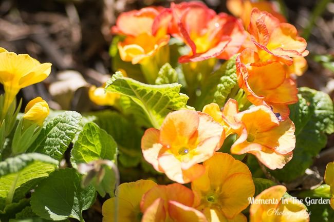 MomentsintheG's tweet photo. The sunshine has brought on so many buds, blooms and leaf growth this week on the bulbs, perennials, shrubs and trees. Every day there is something new to discover. #budsandblooms #springbulbs #leafgrowth #springperennials #floweringshurbs #momentsinthegardenphotography https://t.co/Drl8IyQ5yo