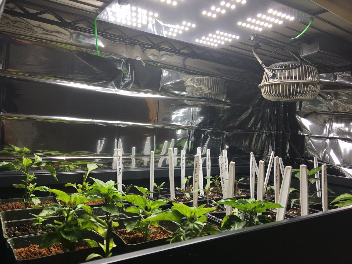 makehydroponics's tweet image. We’ve got a bunch new plants on the go. Some hydro and some soil. Excited to share some results. #gardening #hydroponics #hydro