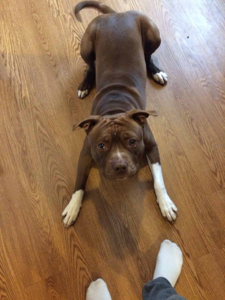 CassCassBabyy's tweet photo. @Munoz0702 @hollpian This is the best thread 😍. This is Tank; https://t.co/jueXqJVDJn