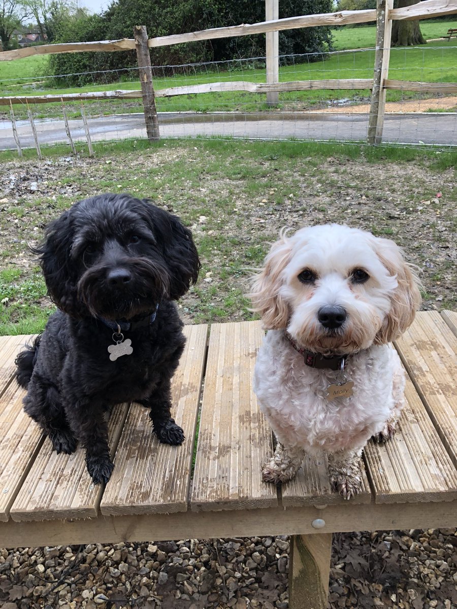 billythecavapoo's tweet photo. This afternoon we went to the doggie park. Tunnels, hurdles, ramps, weaves. I got lots of treats! #cavapoo #dogpark #doggiesdonegood https://t.co/cJ3aTMo2ir