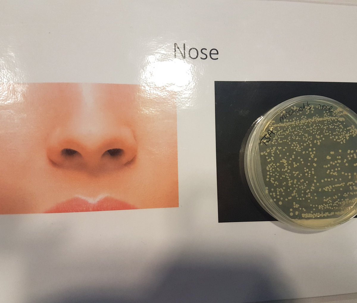 ImperialSpark's tweet photo. #SuperBugZone at #ImpFest shows us what miscroscopic marvels lurk on your body... eek!
@imperialcollege https://t.co/3oYMuMNRAM
