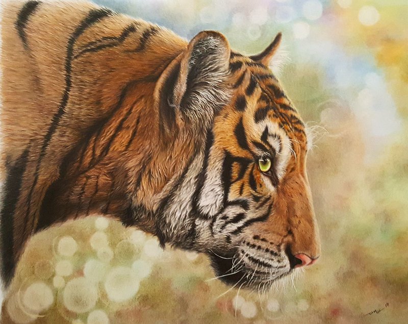 unHiddenART's tweet photo. Artist: Daniele Lucidi 

The art perfection in one tiger. 

#unHiddenART #animals #wildlife #animalportrait #artwork #coloredpencils #colouredpencils #tiger #arttraditional #italianartist #italyart https://t.co/z4Of8Ipu2C