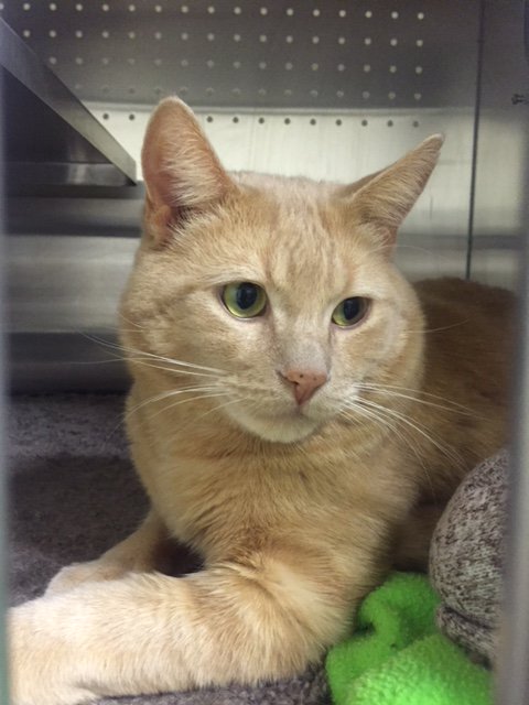 city of calgary cat adoption