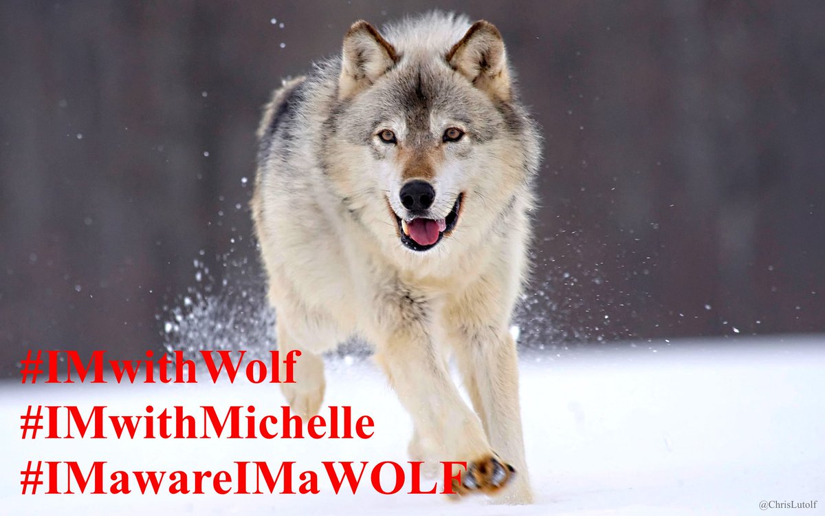 ChrisLutolf's tweet photo. #SundayThoughts
Thank you, @michelleisawolf.✨
F*ck you, MAGA hypocrites.
Your double moral standard stinks to heaven.
#BeAWolf
#ImWithMichelle
#IMawareIMaWOLF (devised by @Rosie) https://t.co/TyqCFs81iN